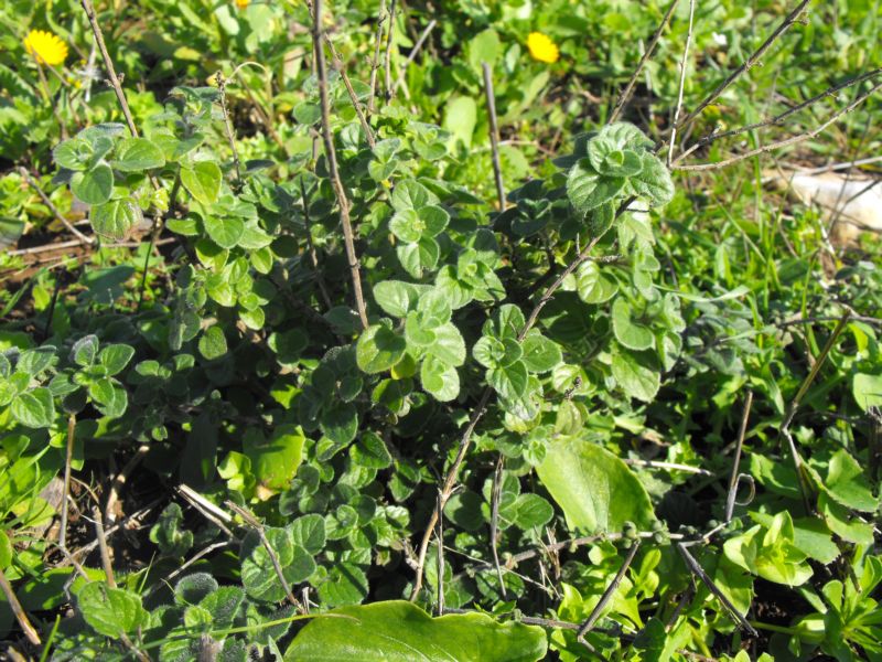 maggiorana? origano selvatico? - Calamintha nepeta